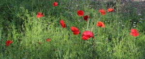 Prairie avec coquelicots
