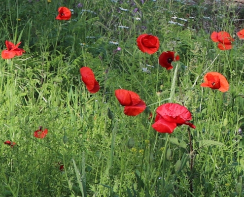 Prairie avec coquelicots